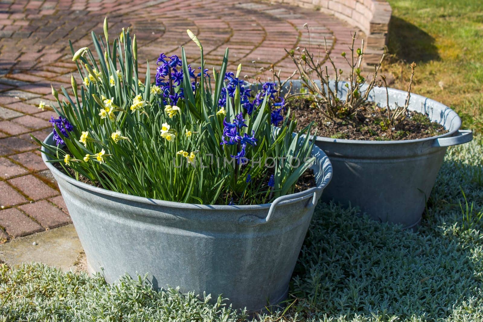 Rustic tin tub with flowers - hyacinth and narcissus - springtime