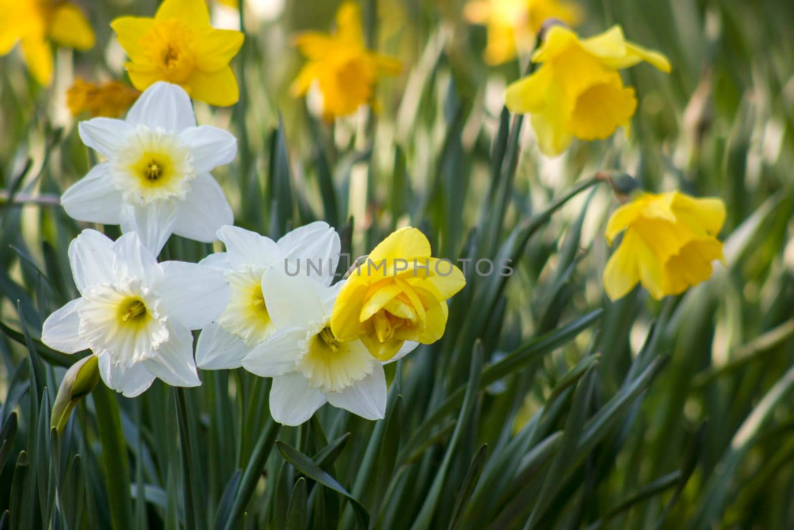 The daffodil, Narcissus pseudonarcissus, yellow narcissus flowers in a park, springtime