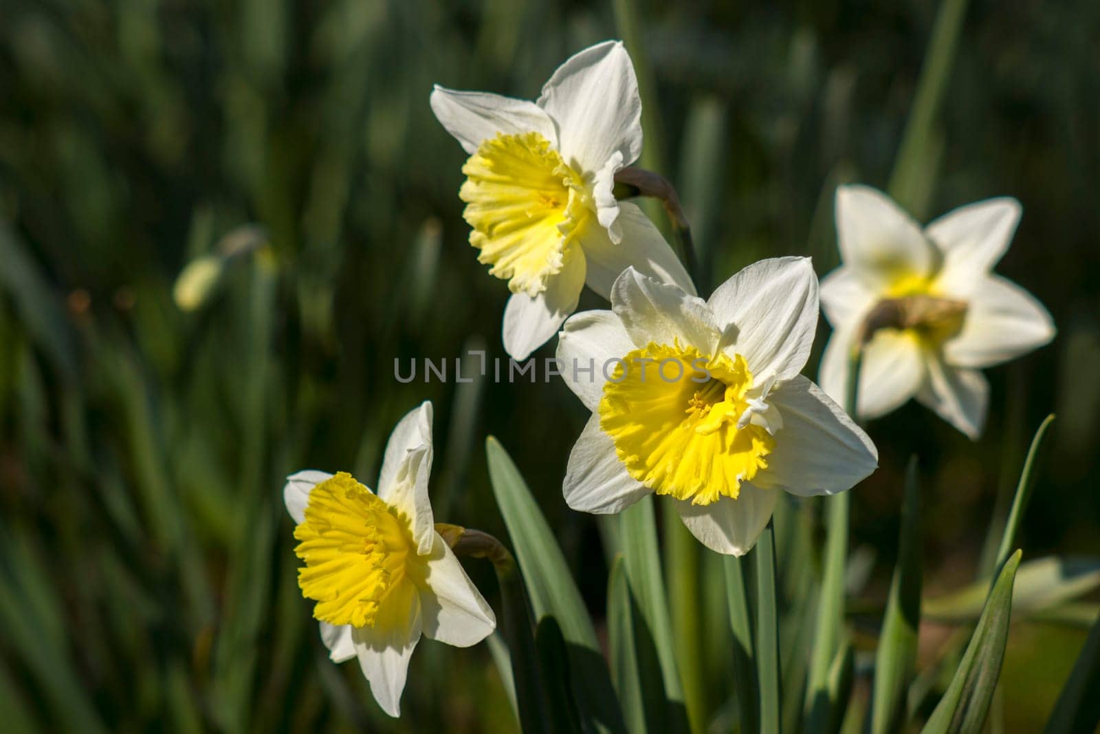 The daffodil, Narcissus pseudonarcissus, white narcissus flowers in a garden, springtime