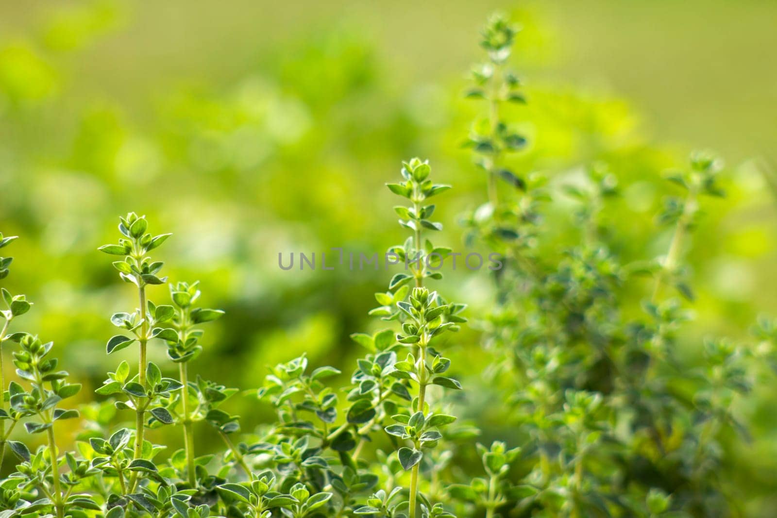 origano in a garden - soft focus