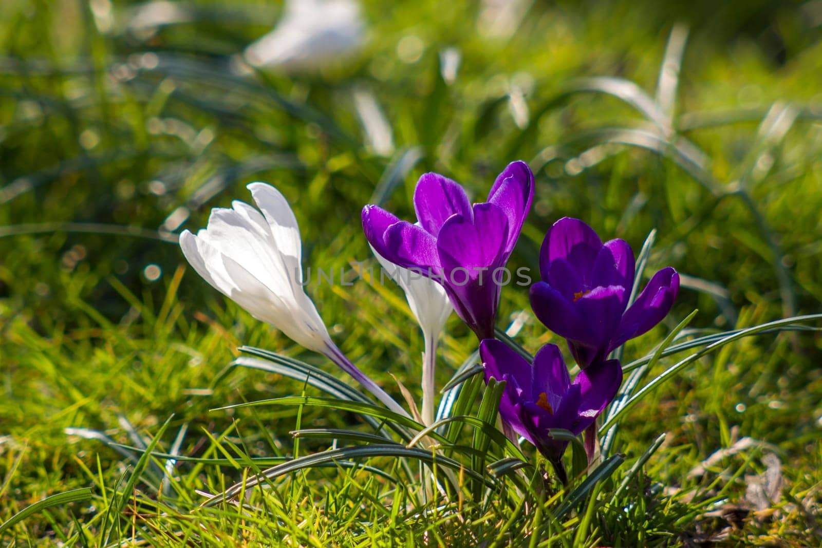 crocus - one of the first spring flowers in the garden - soft focus
