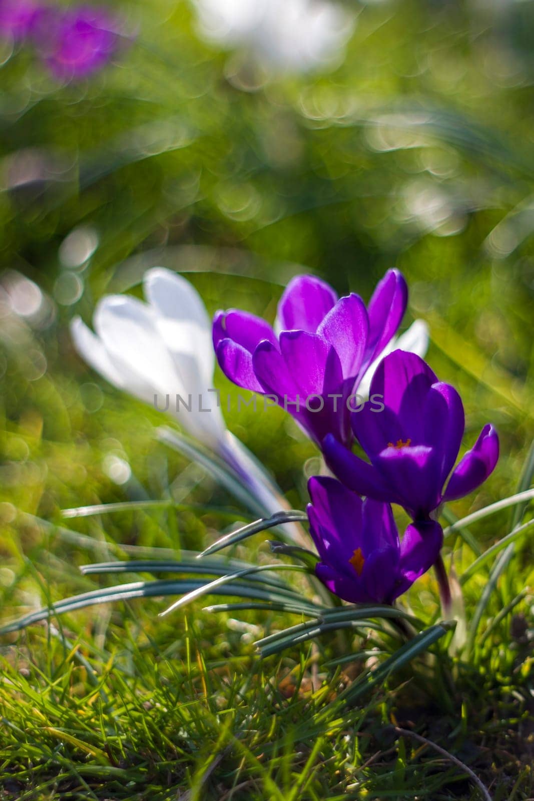 crocus - one of the first spring flowers in the garden - soft focus