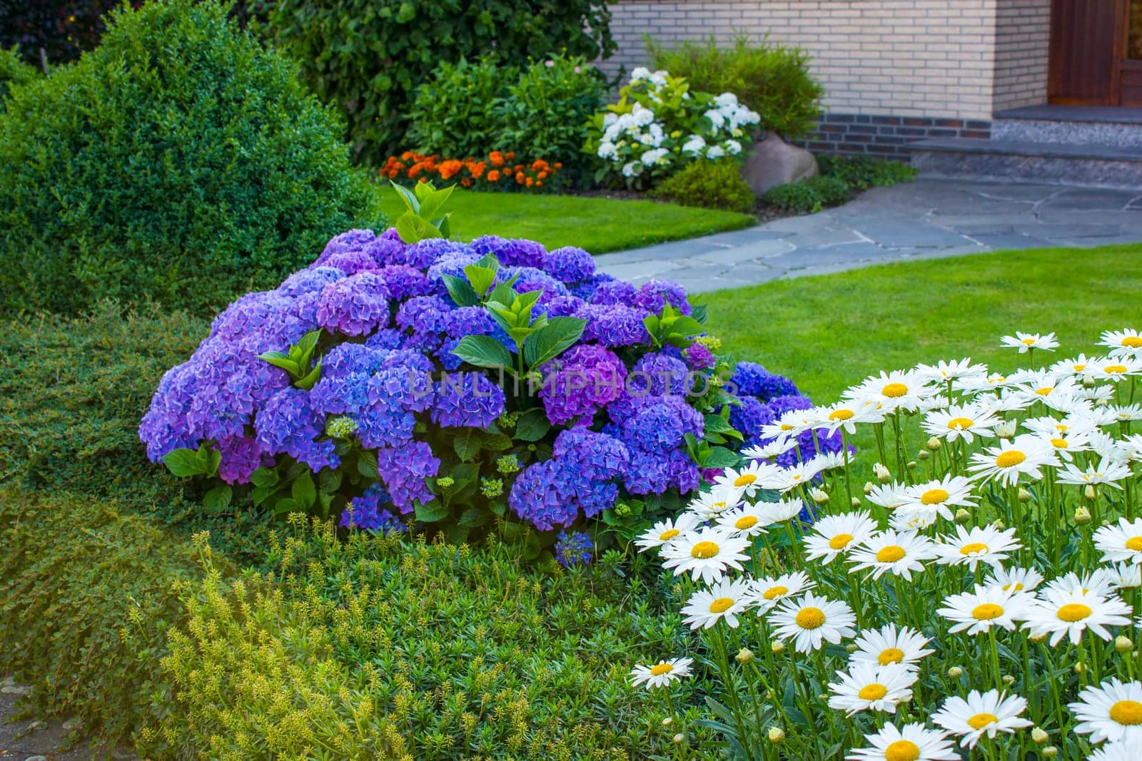 flowers in the garden - hortensia and daisies flowers