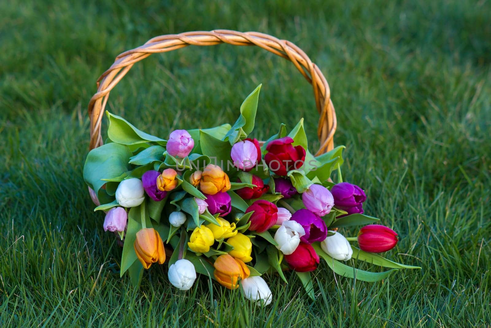 Colorful fresh tulips in wicker basket in the garden
