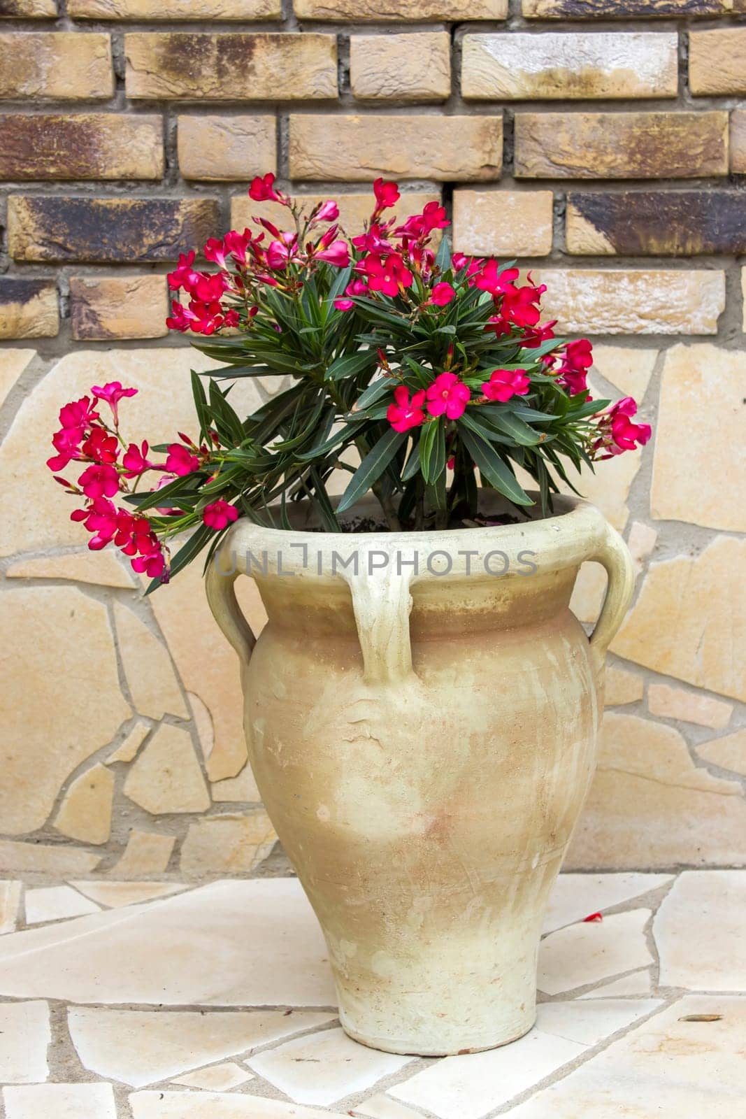 oleander flowers in a clay amphora