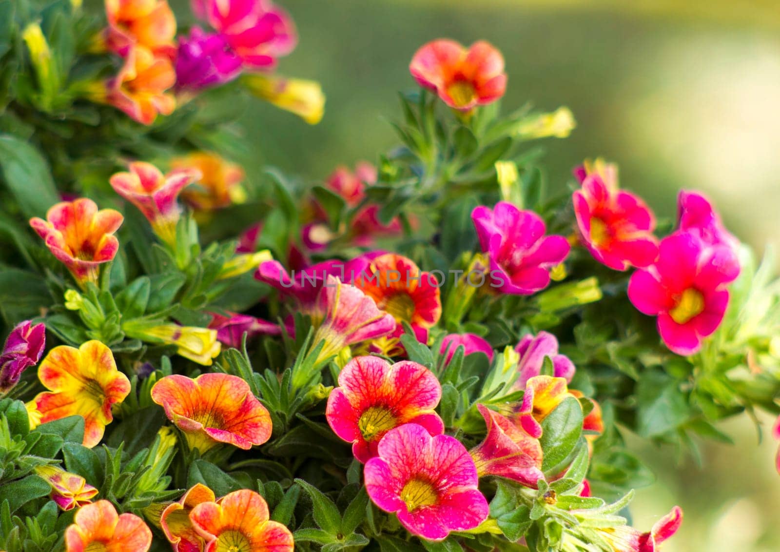 petunia (Petunia hybrida) flowers in the garden