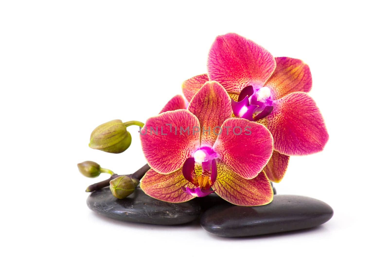 colorful orchid and massage stones on white background