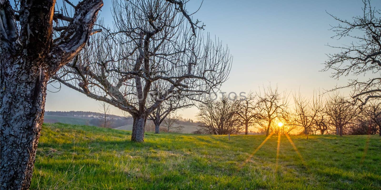 Apple trees in sunrise sunstar back lit landscape