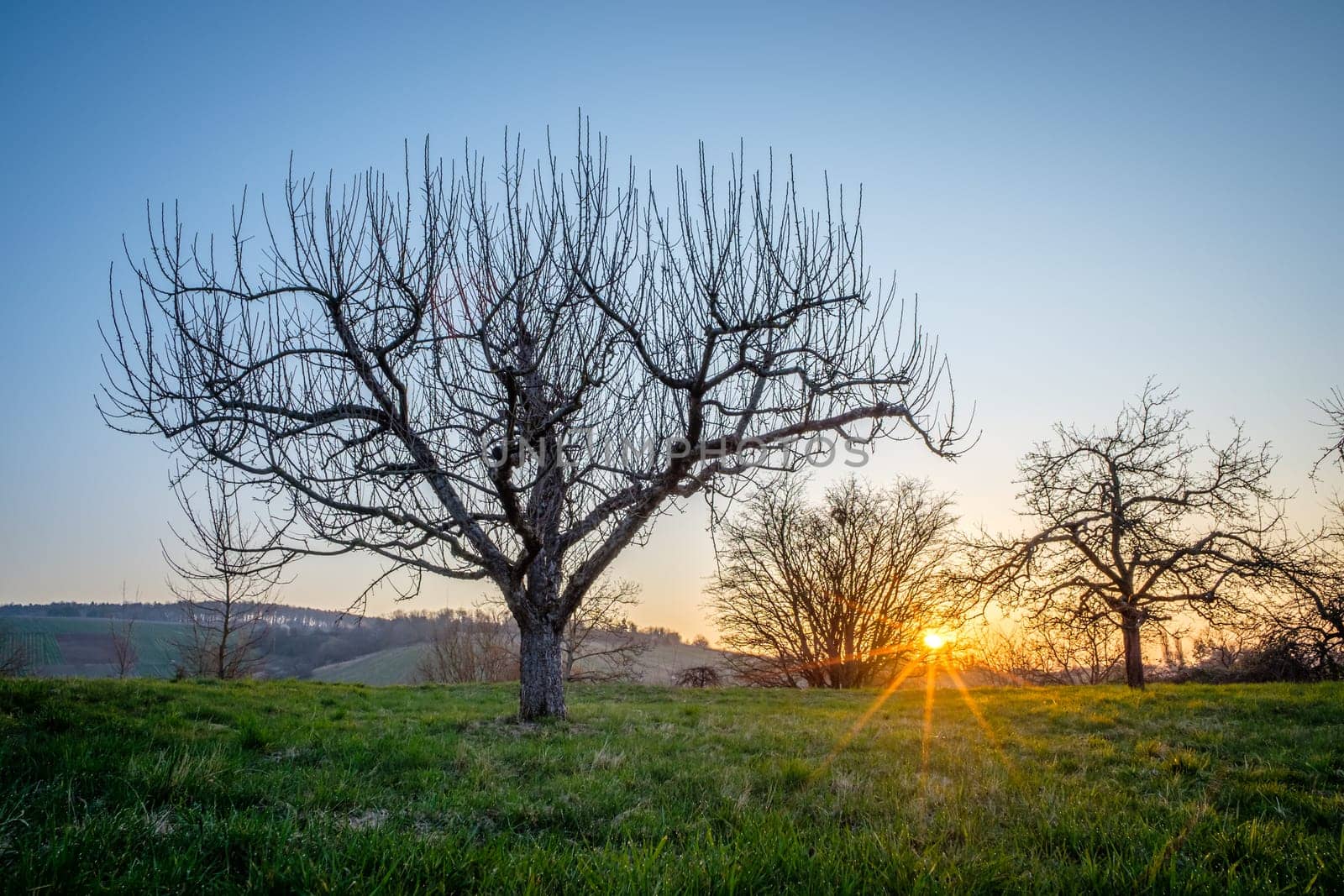 Sunrise in an orchard with apple trees in springtime with sunbeams