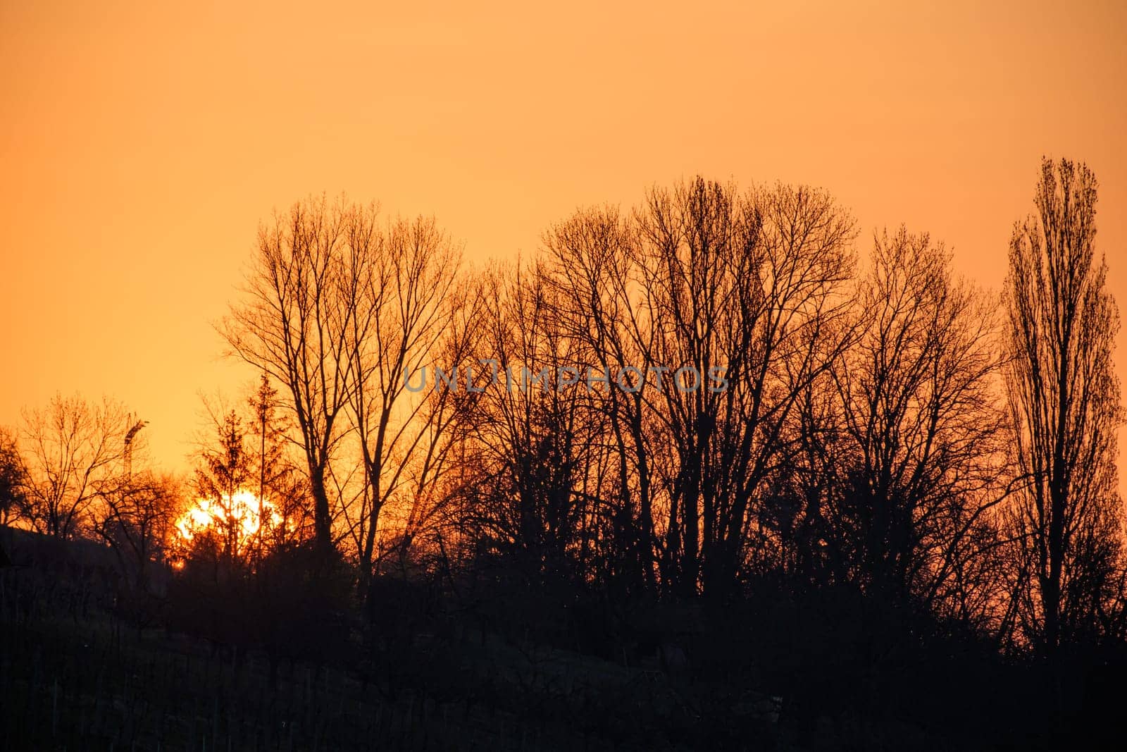 Sunrise behind bushes and trees landscape