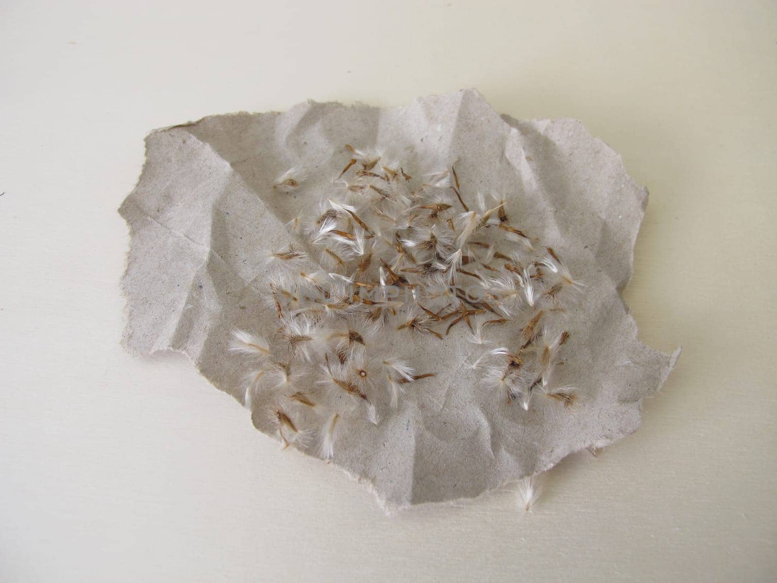 Seeds from flowering plant Gazania, Treasure Flower