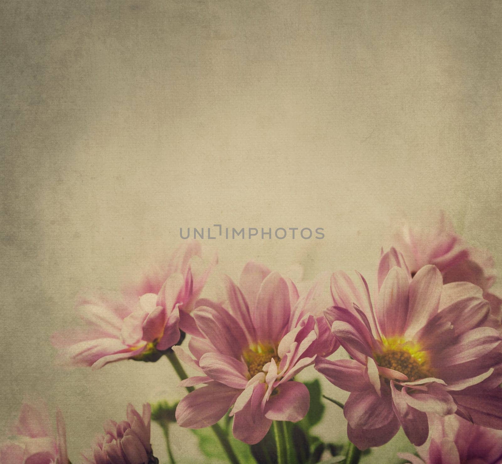 Beautiful pink flower on textured background