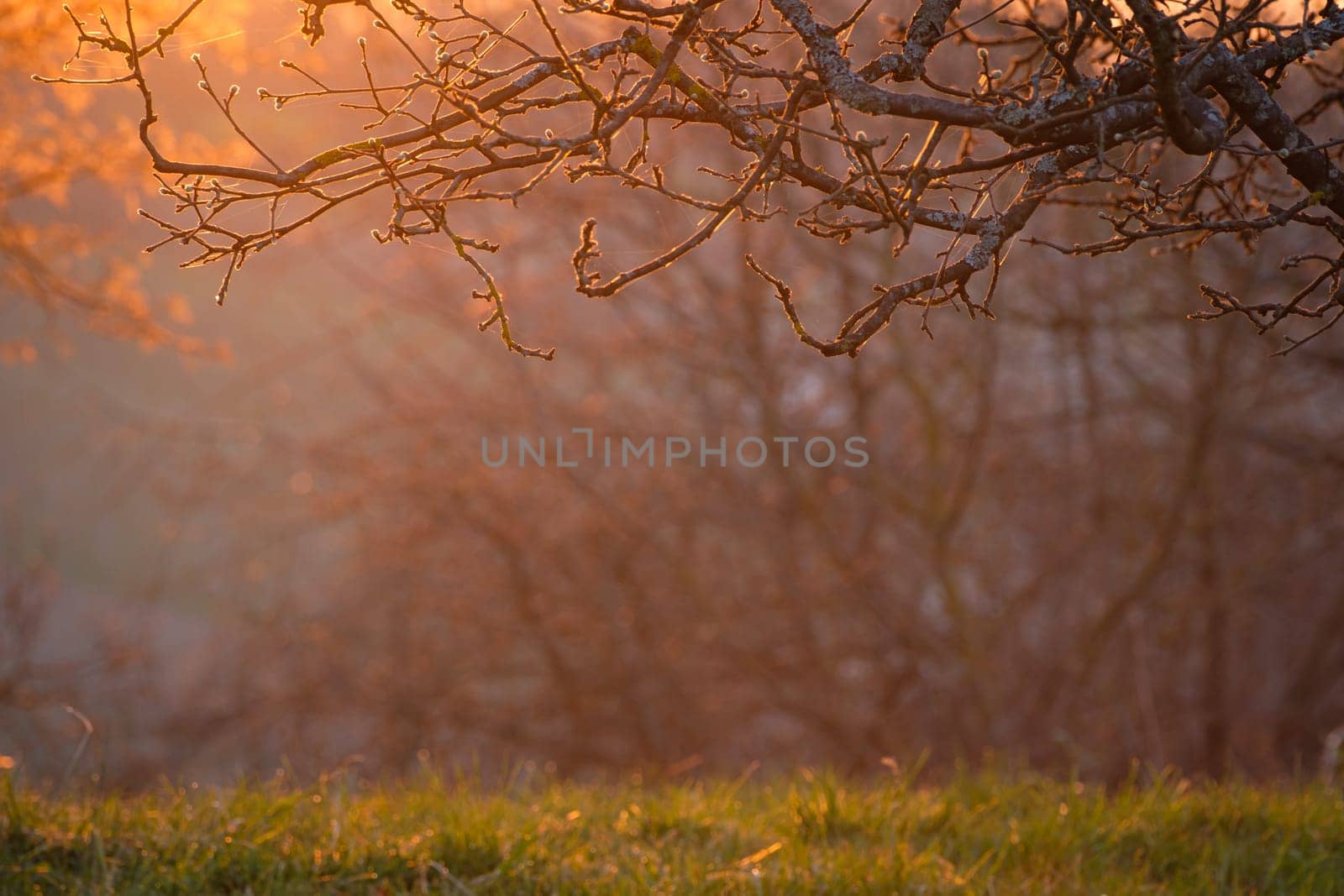 Apple tree branches in springtime back lit scene