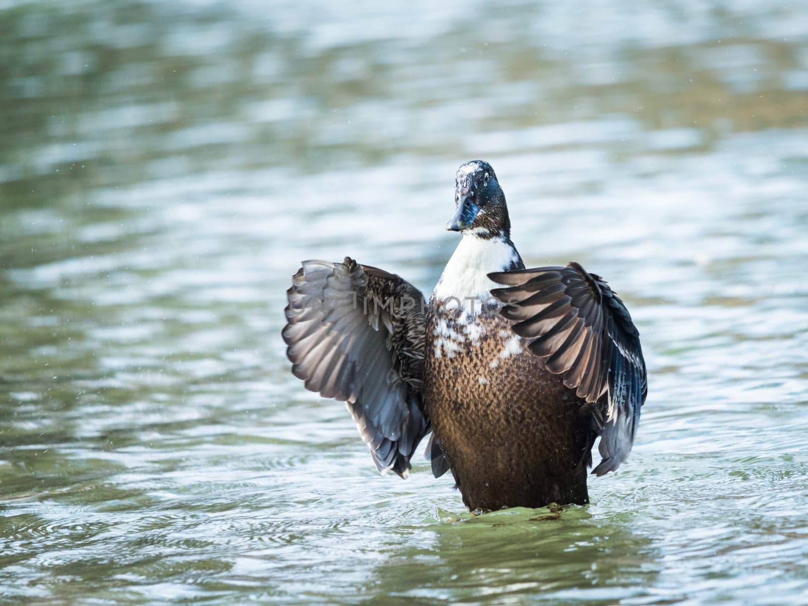 A male Mallard Anas platyrhynchos flapping wings
