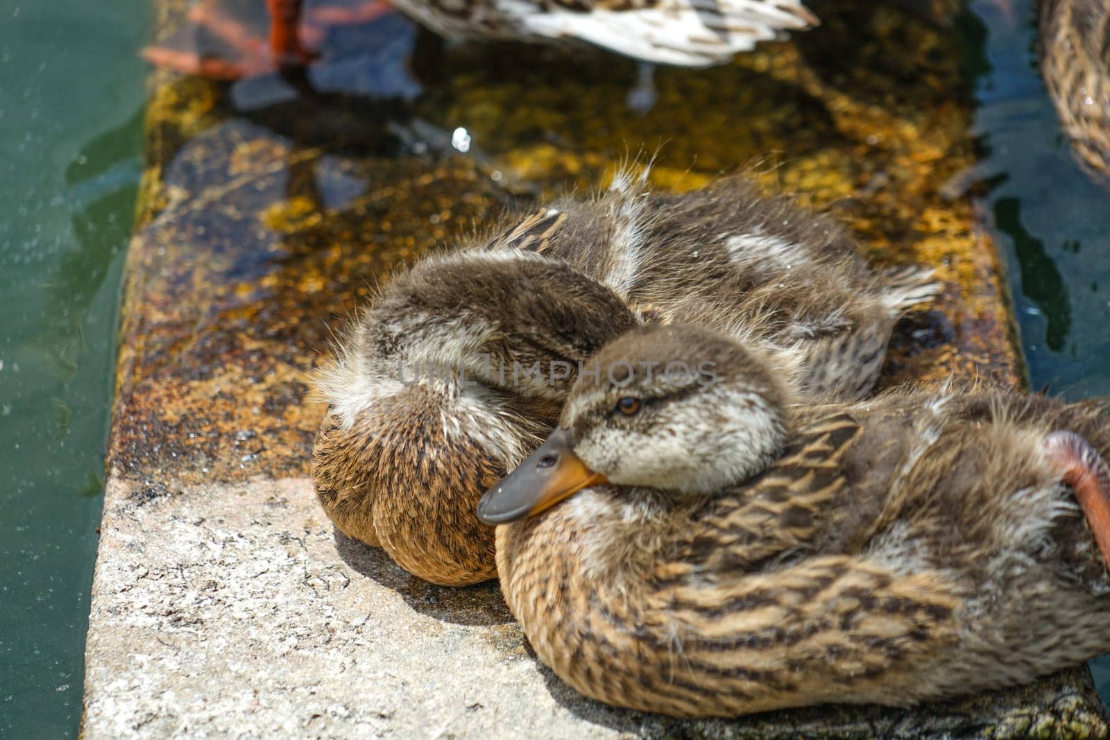 Duck image. Shooting Location: Musashino-shi, Tokyo