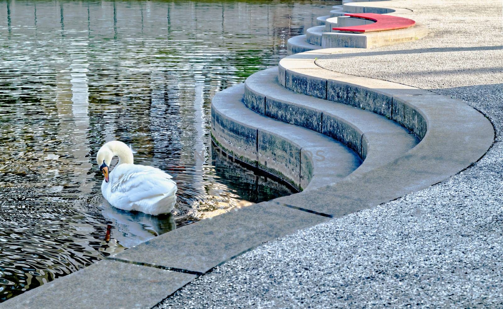 Contrast of waves made of stone and waves made by water, New Haven in Offenbach, eyecatcher:handmade in red, eyecatcher: by nature in white (swan)