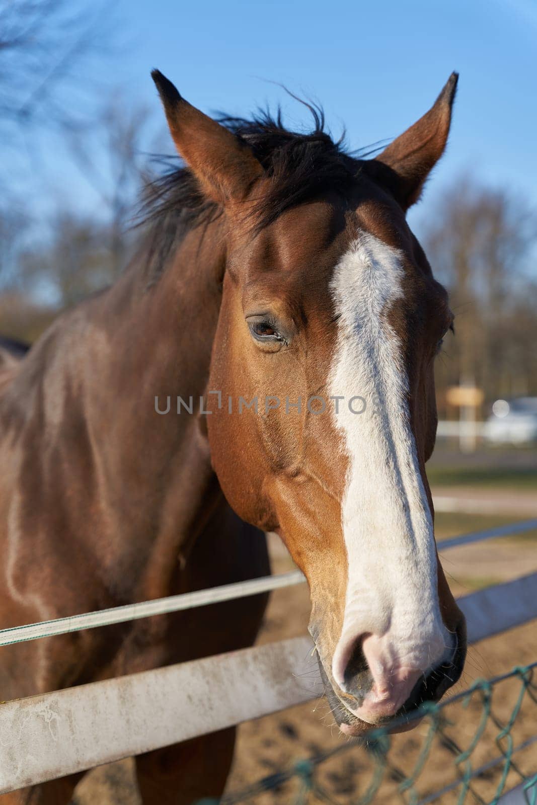 Front view of a brown horse on a horse farm near the city of Magdeburg in Germany