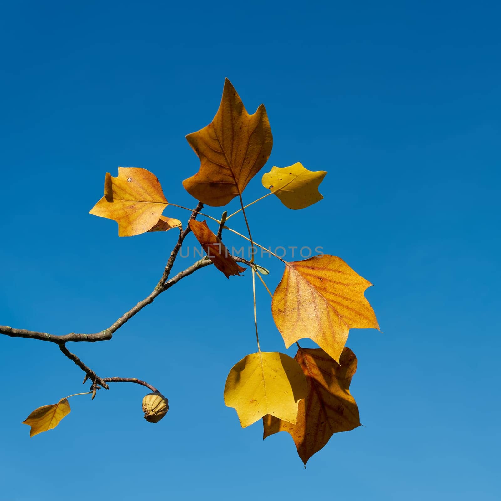 Leaves of a tulip tree, Liriodendron tulipifera with colorful autumn color and blue sky in background