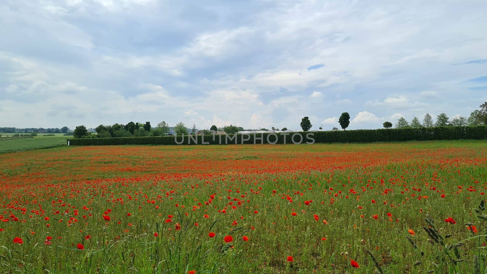 Campo con hierba verde y amapolas rojas contra el cielo del atardecer