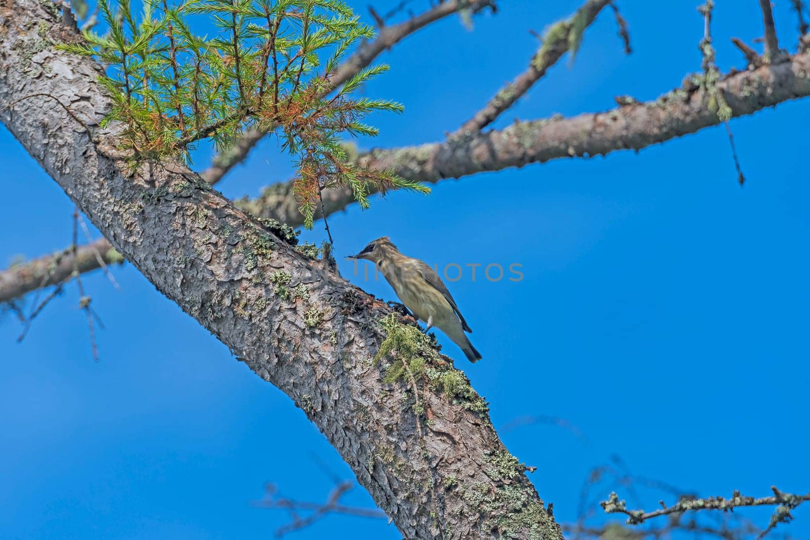 A Cedar Waxwing Eating an Insect in a Tree in Prince Edward Island National Park on Prince Edward Island in Canada