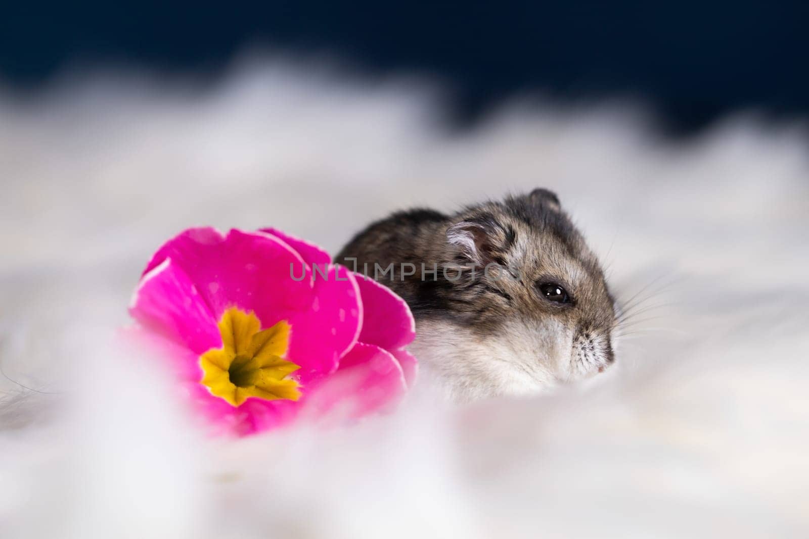 Funny hamster among the flowers in fluffy white fur
