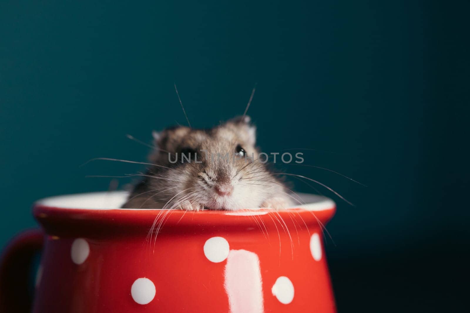 Funny little hamster in a red coffee cup. Good morning and coffee concept.