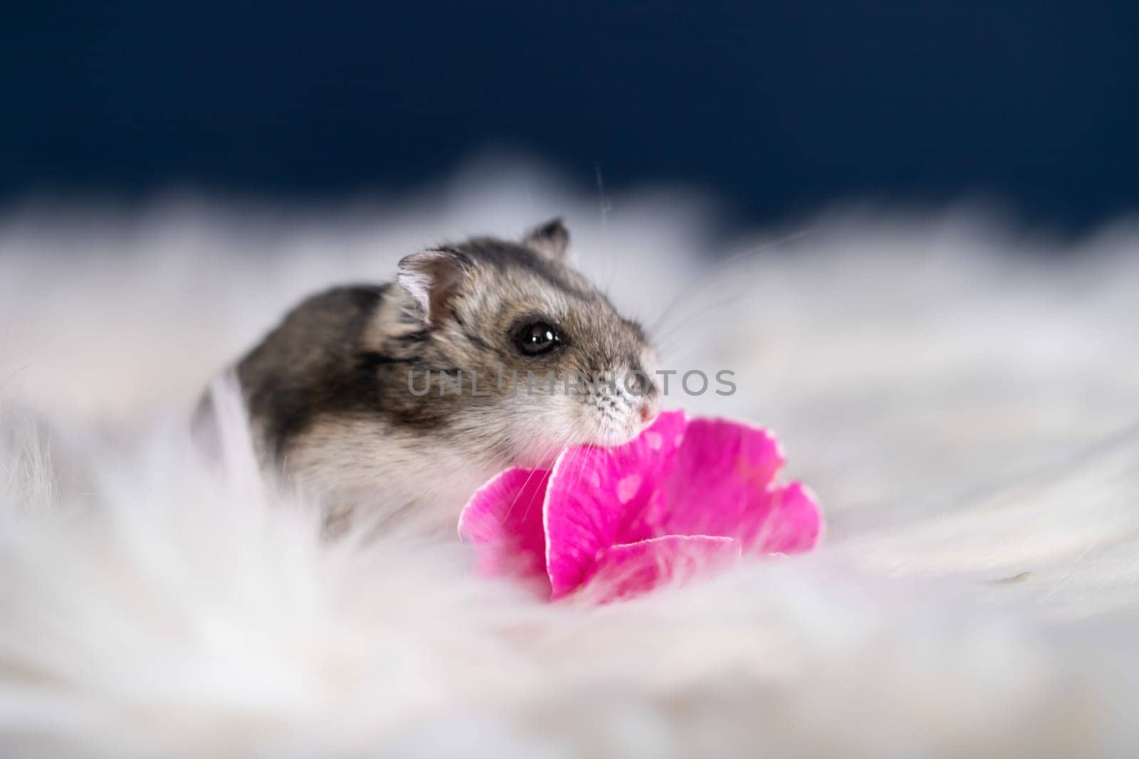 Funny hamster among the flowers in fluffy white fur