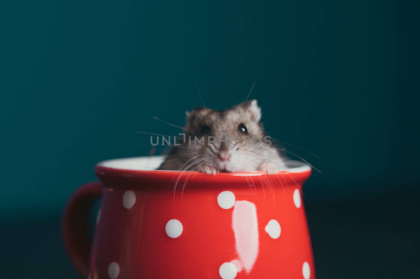 Funny little hamster in a red coffee cup. Good morning and coffee concept.