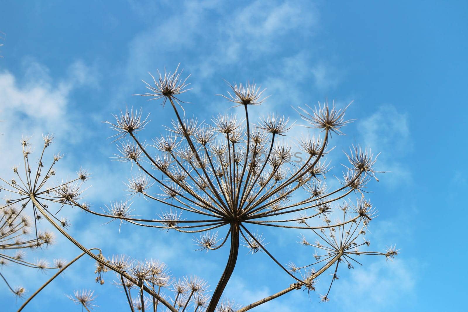 dry inflorescences of giant cow parsnip plant against the blue sky