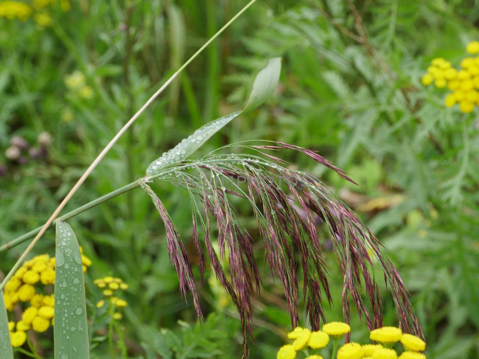 morning dew on ears and green leaves