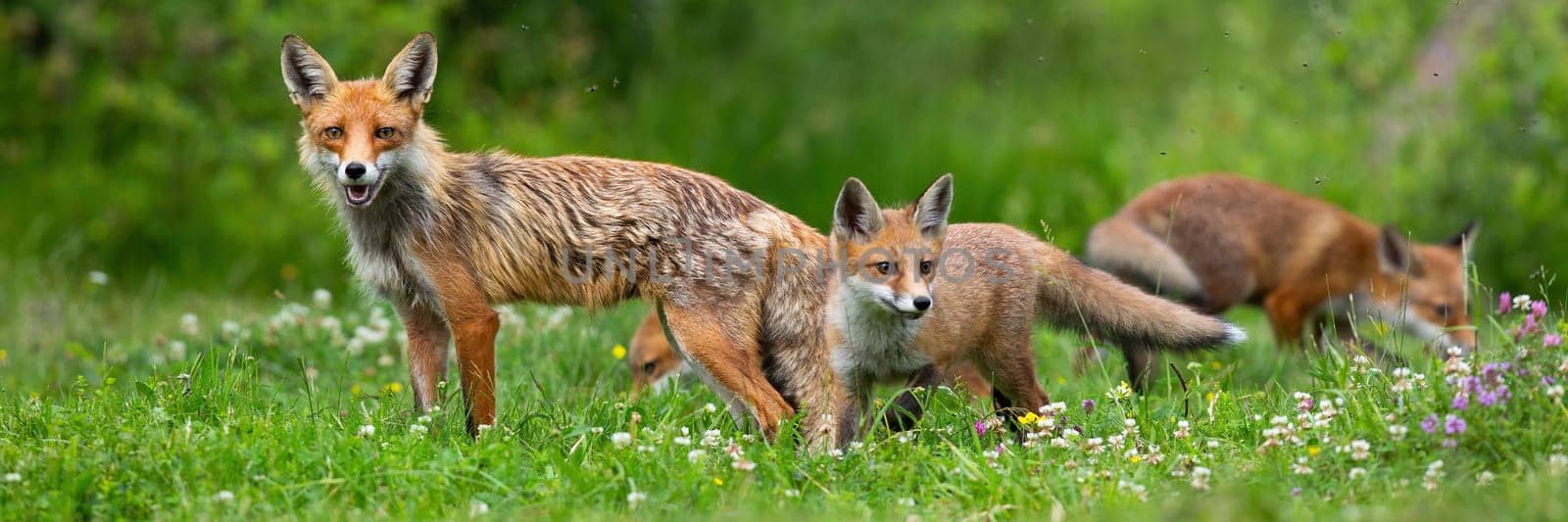 red fox, vulpes vulpes, family on a blooming green summer meadow facing camera. Juvenile mammal exploring their territory while being watched by their mother. Wholesome wildlife scenery.
