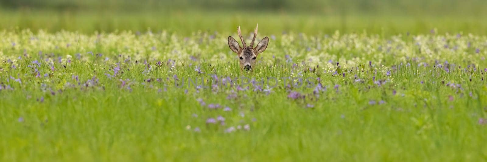 Roe deer, capreolus capreolus, sitting in wildflowers in summer with copy space. Antlered mammal lying on meadow with space for text. Roebuck looking to the camera on grassland.