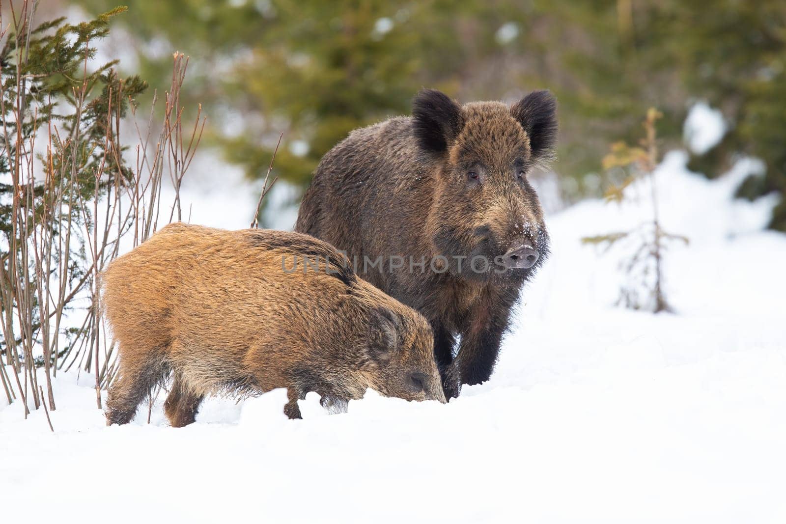 Pair of wild boar, sus scrofa, standing on white forest in winter. Two brown swines looking on snowy glade in wintertime. Snouts sniffing in snow.