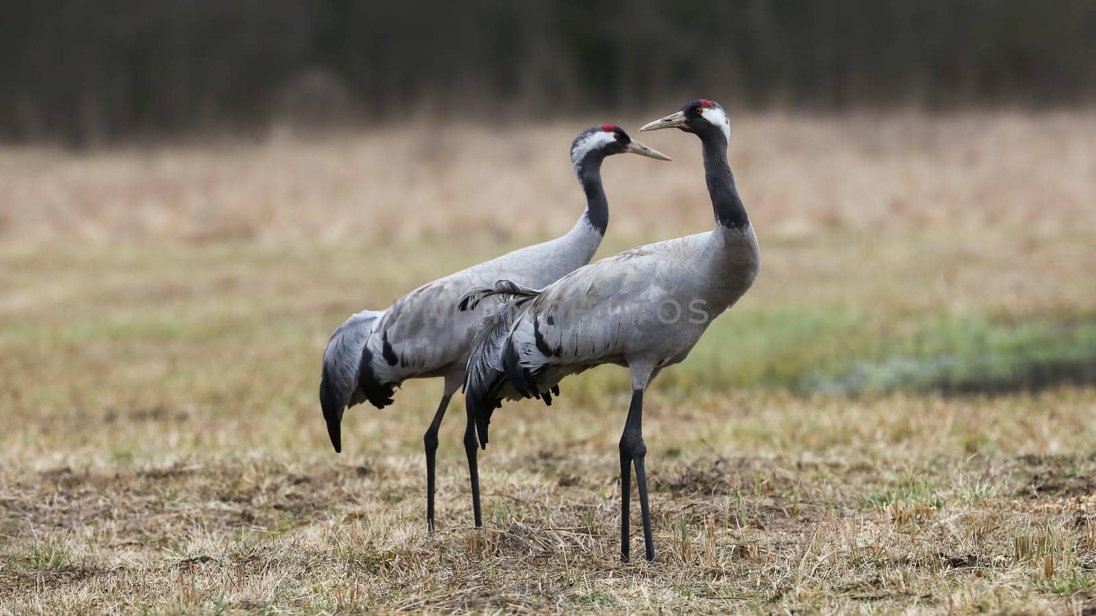 Couple common crane, grus grus, observing on dry grassland in spring. Two long-legged feathered animals standing on field. Pair of black birds with red head looking on glade.
