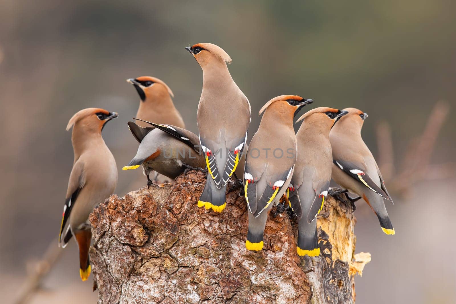 Flock of bohemian waxwing, bombycilla garrulus, sitting on stump in winter. Bunch of birds with brown crest looking on tree. Many feathered animals with yellow tail observing on cut wood.