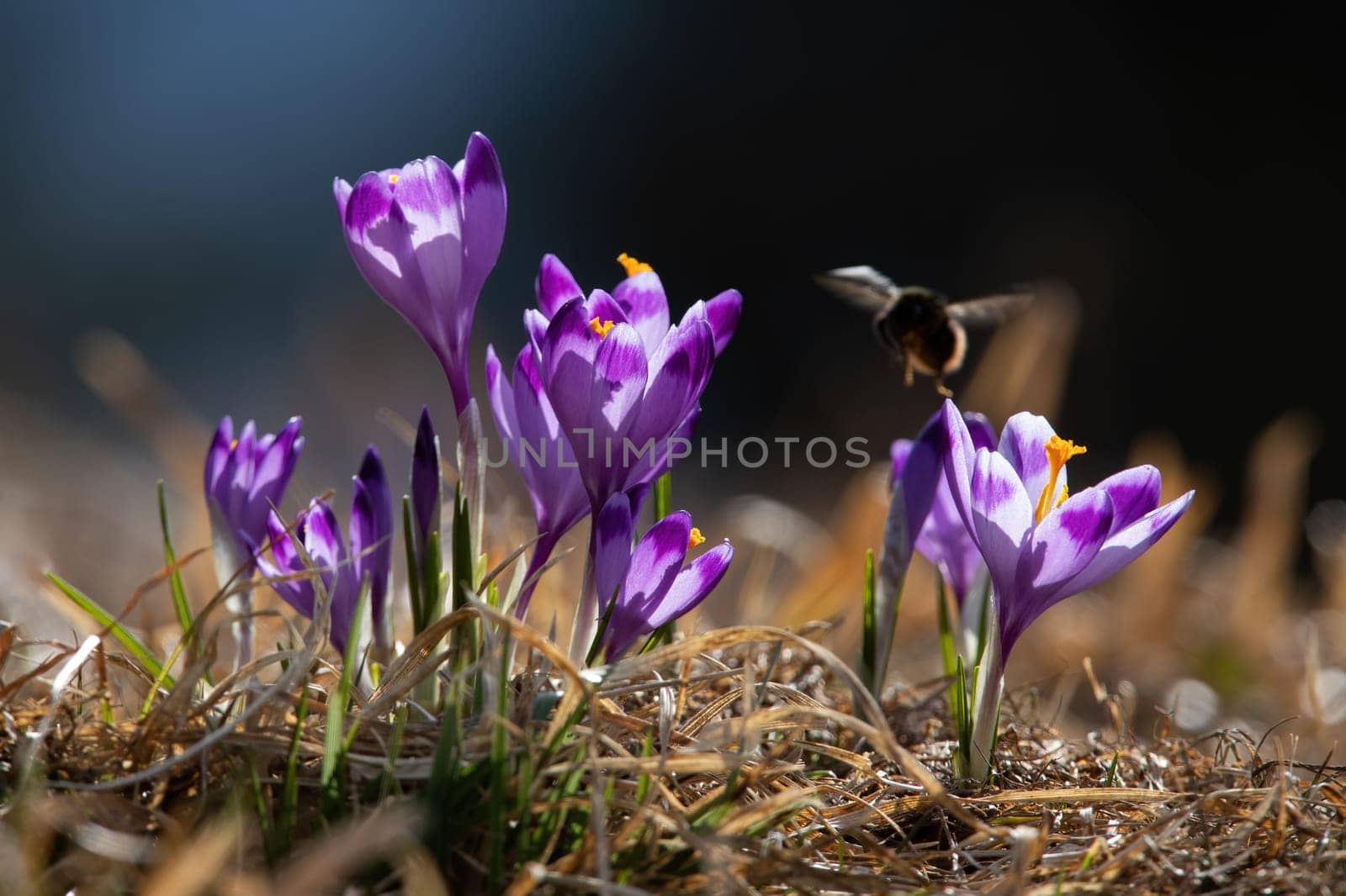 Bumblebee pollinating saffron on meadow in summertime. Lot of purple wildflowers blooming on gorund. Many lilac plants growing on field in spring.