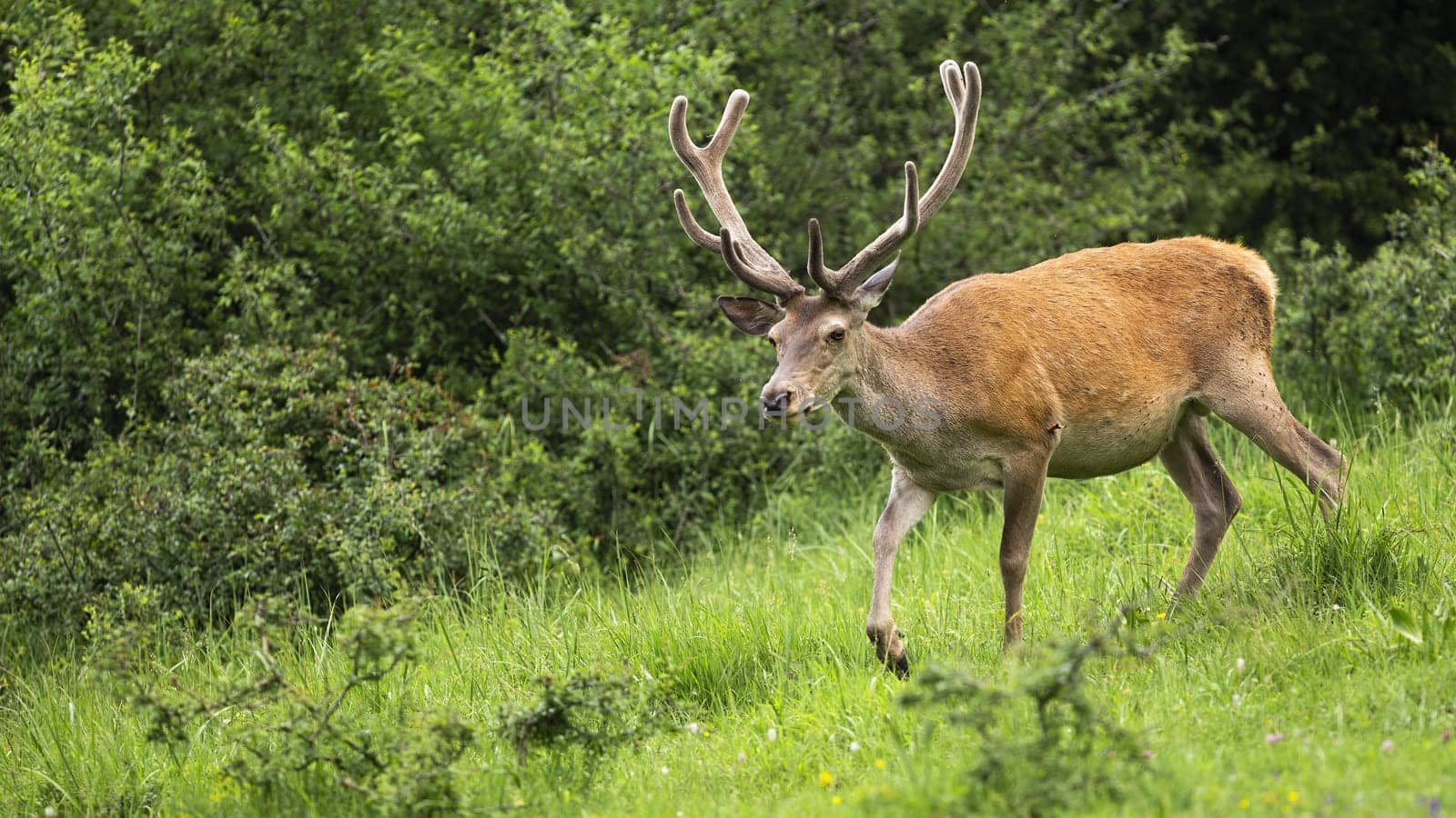 Red deer, cervus elaphus, walking on green wilderness in springtime. Male with velvet antlers moving on meadow in spring. Stag going in colorful nature.