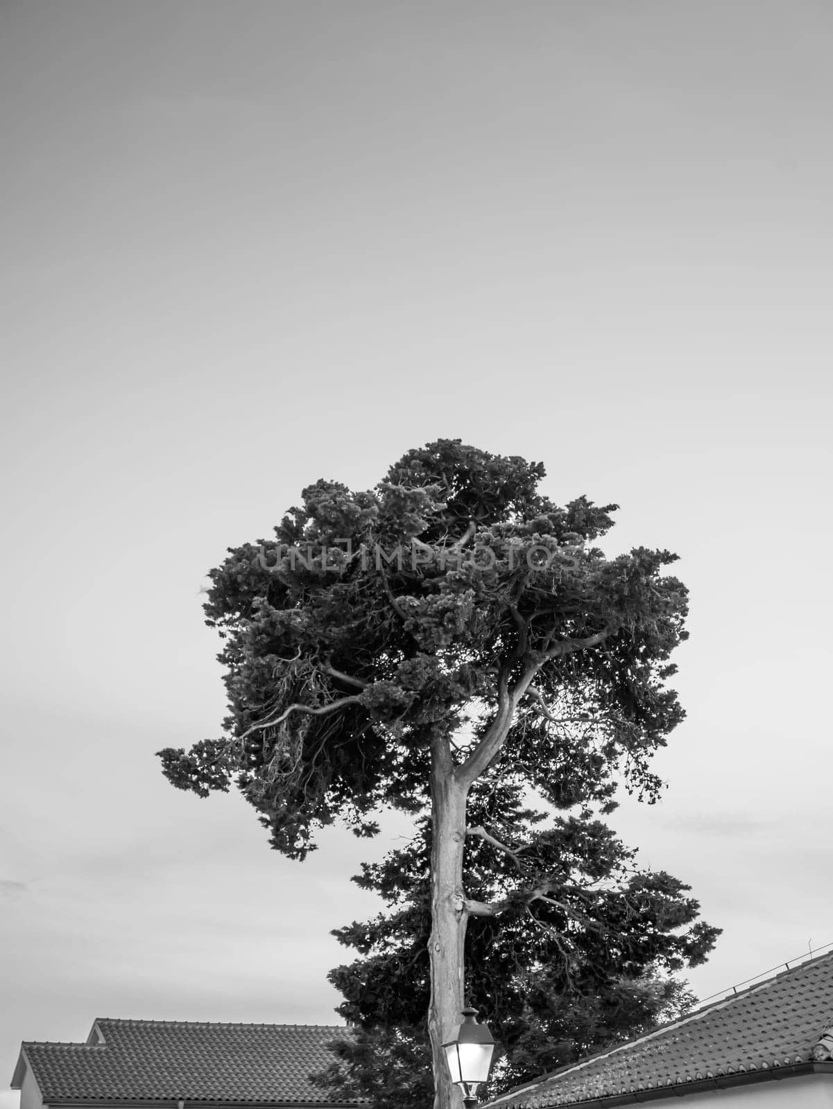 Tall tree and house roofs. Tall tree in a Mediterranean climate. Black and white.