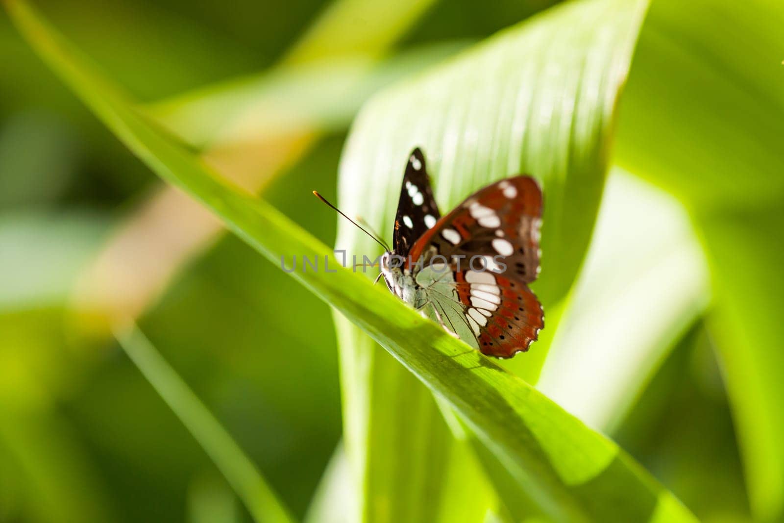 White Admiral butterfly (limenitis arthemis) on a green leaf with copy space. CloseUp.