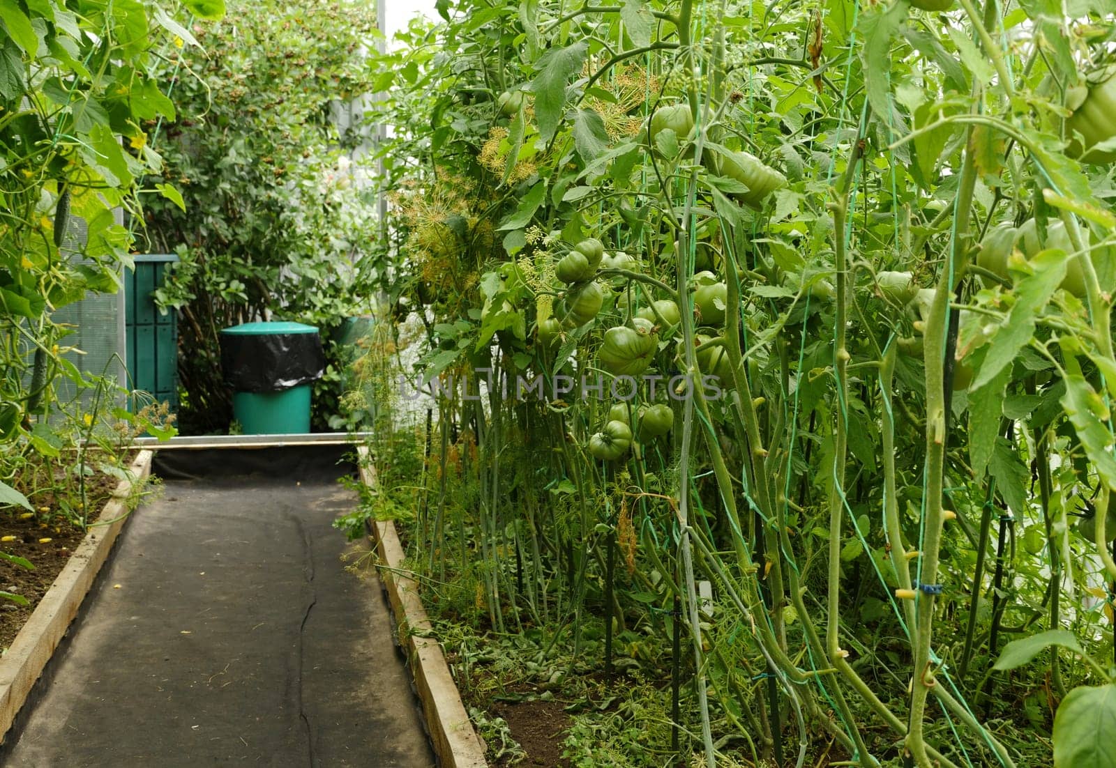 inside the greenhouse beds with bushes of cucumbers and tomatoes with hanging green fruits
