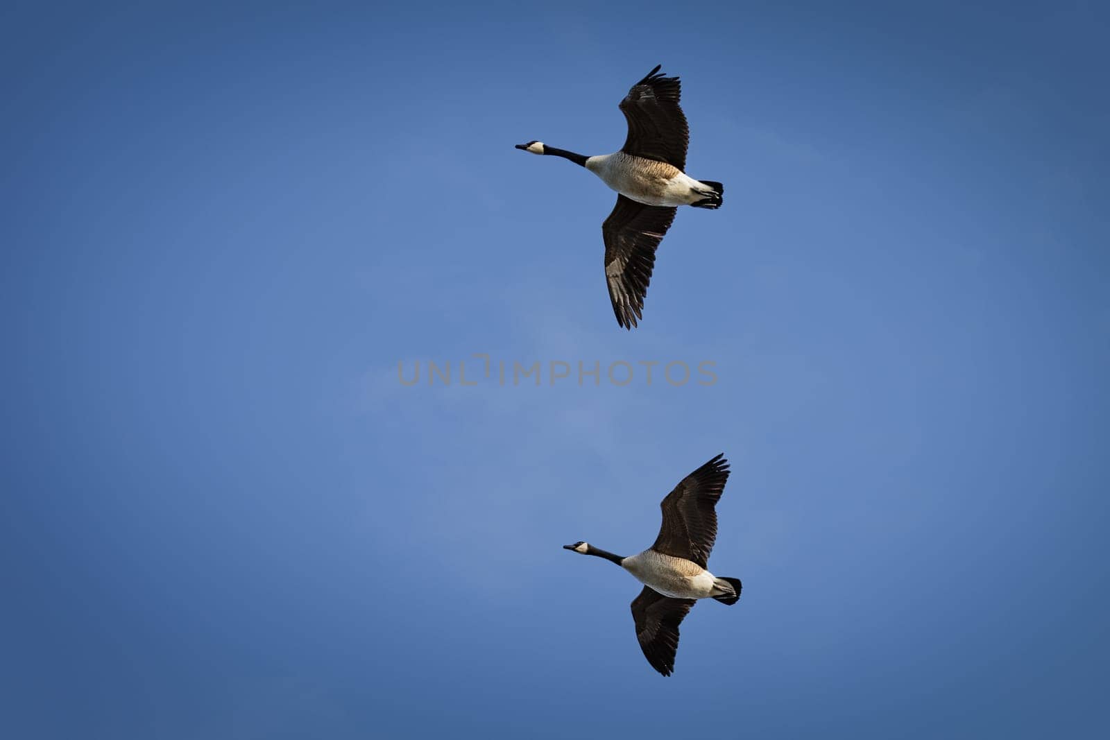 two canada goose in front of blue sky