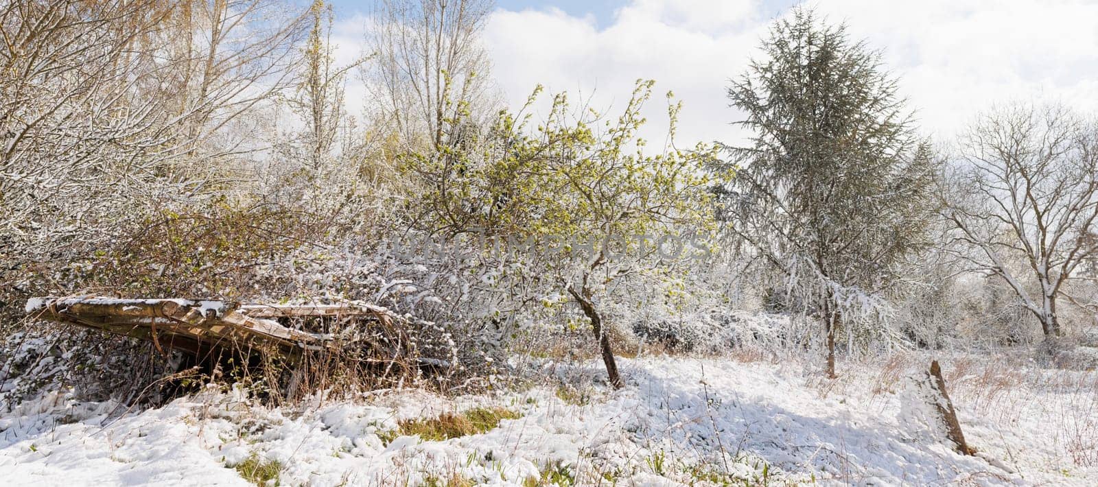 yard with wild trees and snow in wintertime