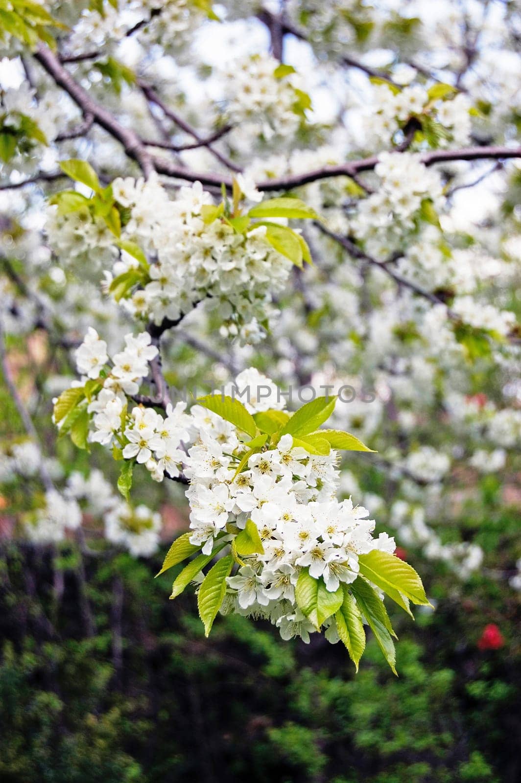 Blooming cherry tree in the garden
