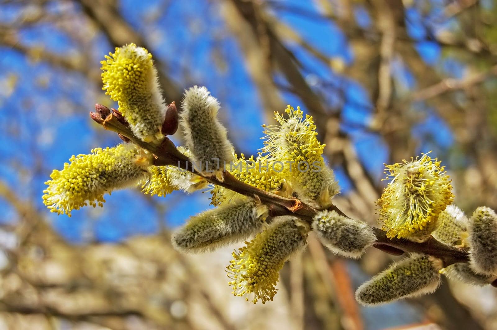 Pussy Willow at Spring