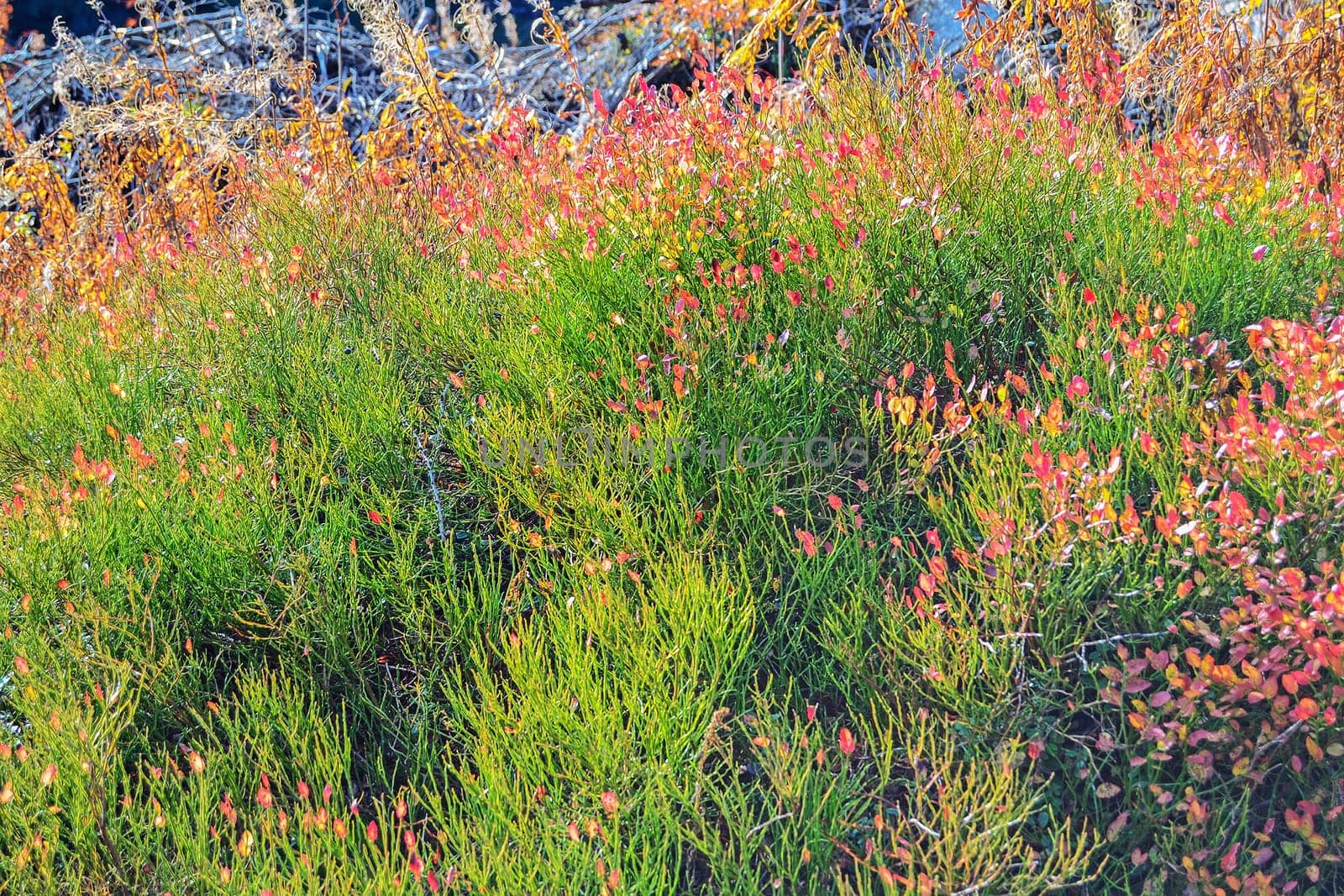 Plants in Tatra Mountains, Slovakia