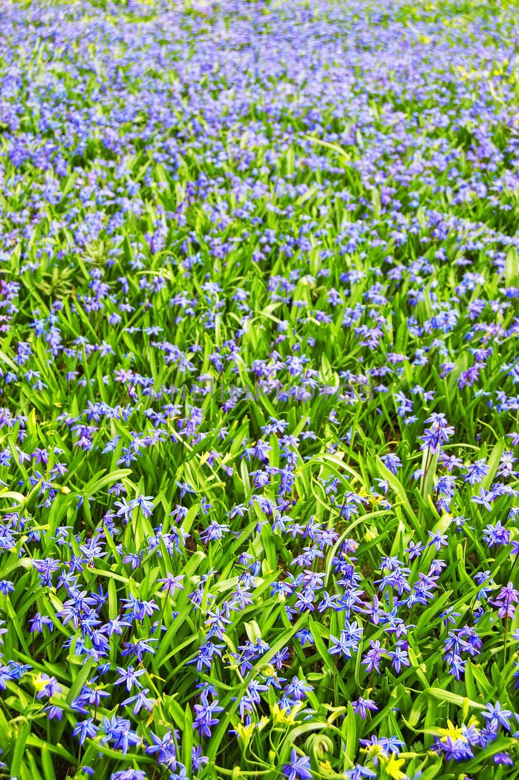 Field of flowers
