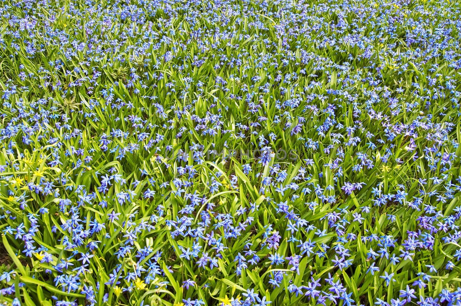 Field of flowers