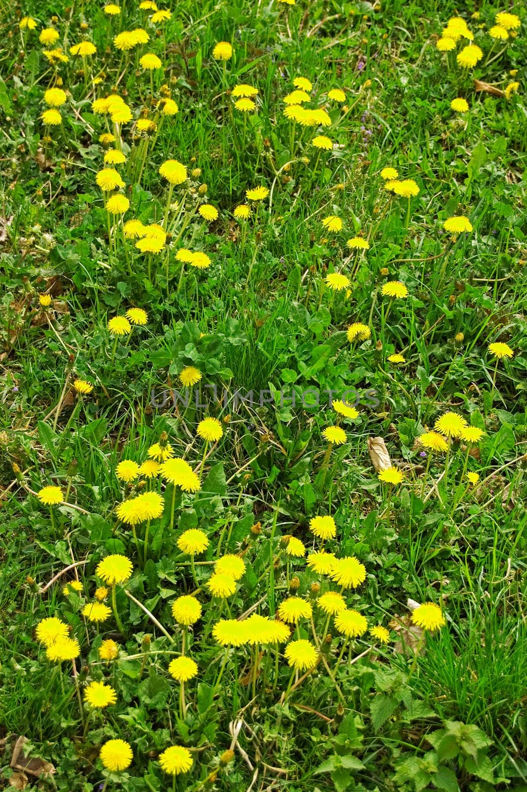 Grass field with blooming Dandelion