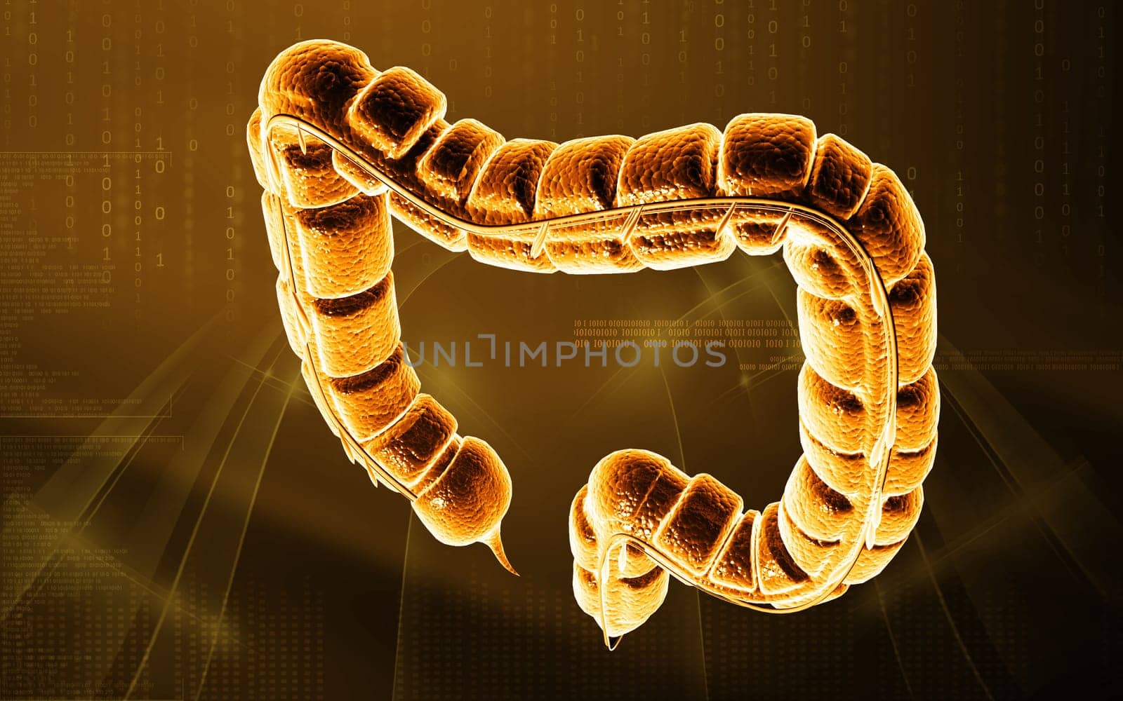 Digital illustration of large intestine in colour background