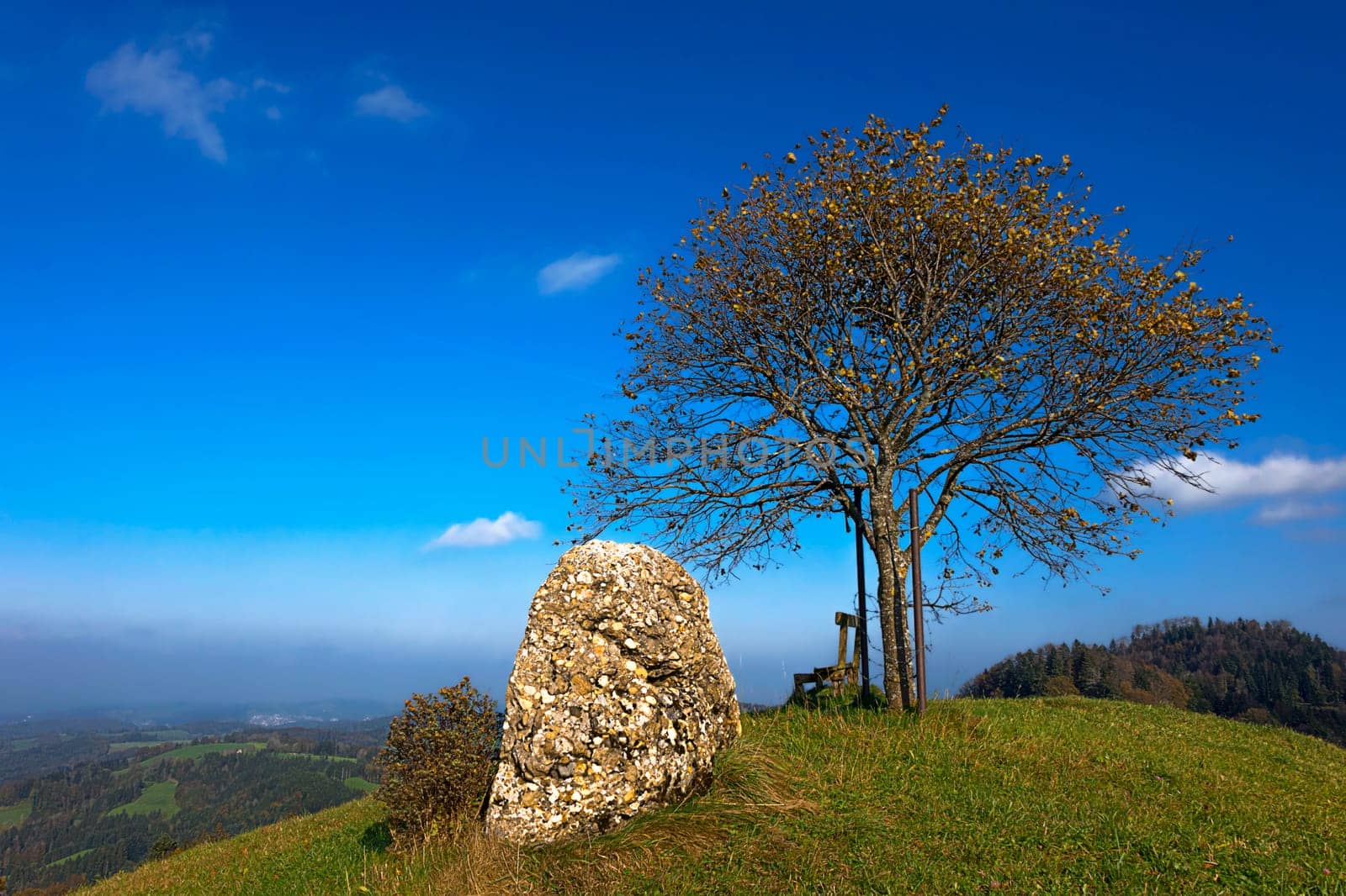 Hazelnut tree on the Hörnli